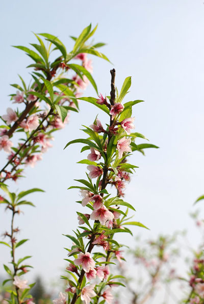 Xu&acirc;n tr&ecirc;n rẻo cao T&acirc;y Bắc